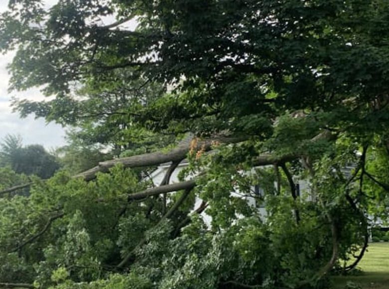 Tree rescue in Pelham