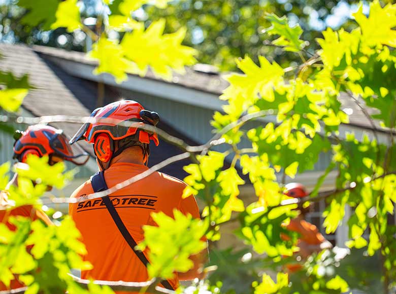 Safe Tree Workers in Niagara