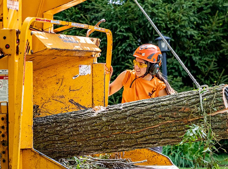 Safe Tree Careers
