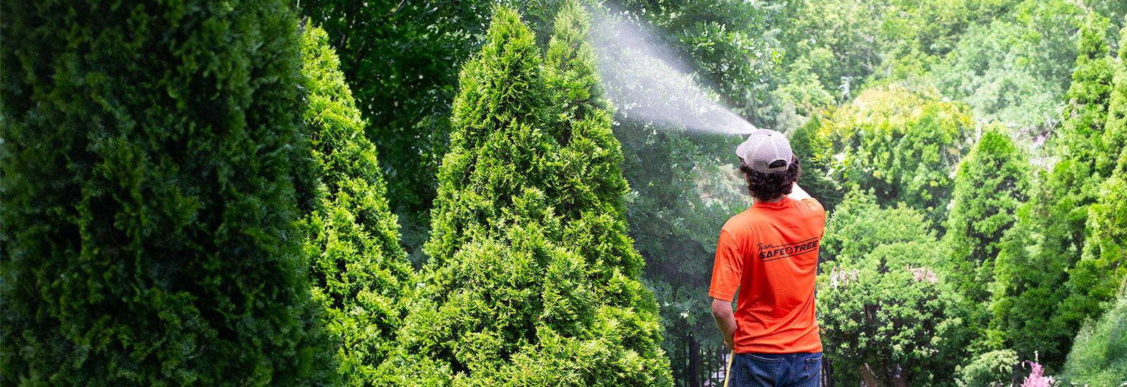 Tree healthcare - spraying