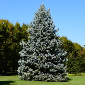 Blue Spruce (4ft)