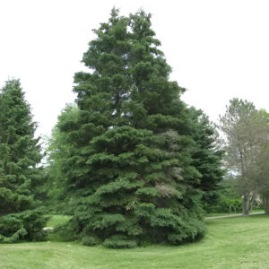 White Spruce (7ft)